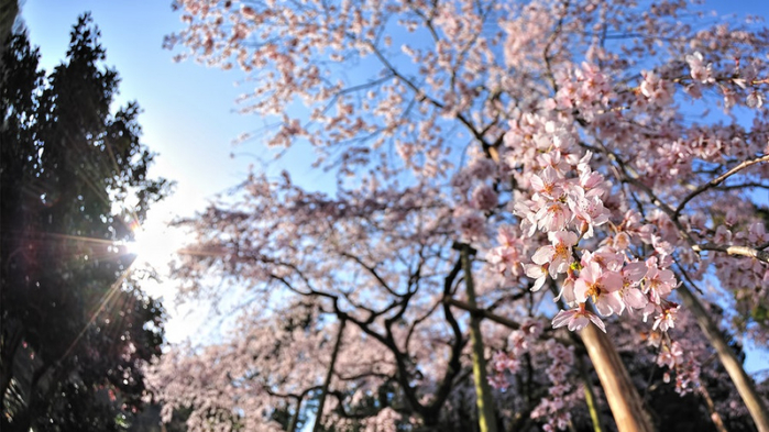 4381255-R3L8T8D-1000-cherry_blossom_wallpaper_2011_by_windylife-d3cy7zs (700x393, 357Kb)