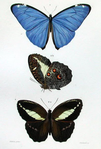 Бабочки и другие насекомые. Картинки для декупажа (25) (347x512, 129Kb)