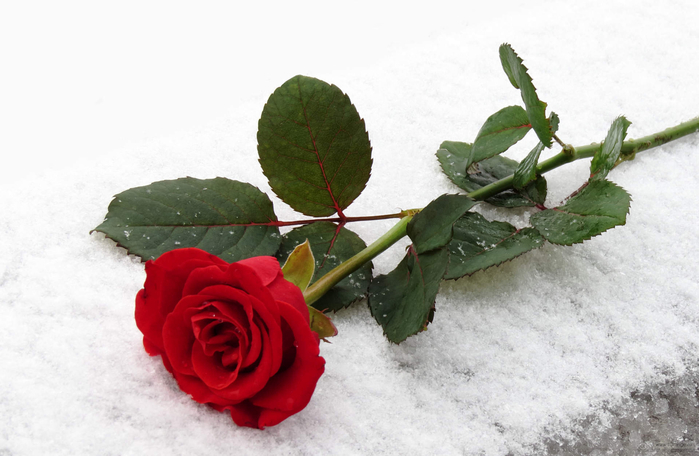 роза-целиком-на-снегу-1358589040_48 (700x456, 251Kb)