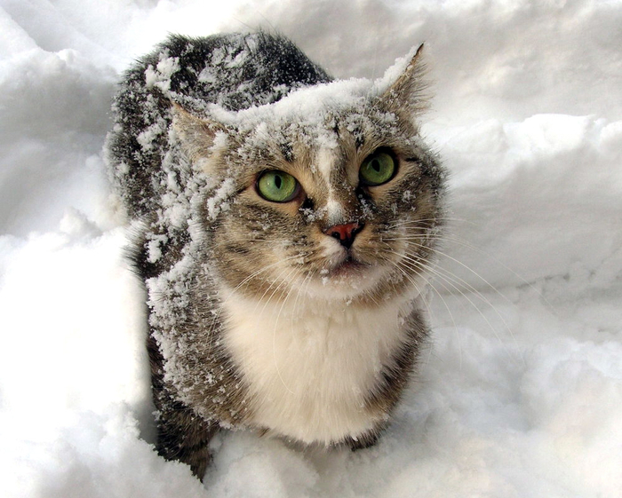 Снежные коты (20 фото)