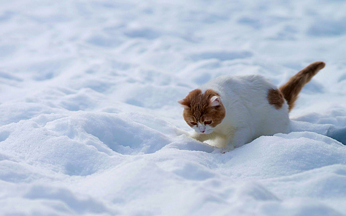 Снежные коты (20 фото)