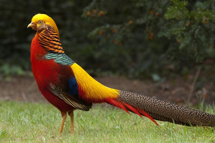 09Golden-Pheasant (700x465, 234Kb)