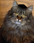 jewishcat (121x153, 7Kb)
