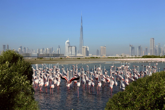 Rozovyie-Flamingo-v-Dubae (700x466, 348Kb)