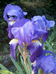  IMG_20140429_183848 (525x700, 289Kb)
