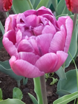  IMG_20140512_200308 (525x700, 229Kb)
