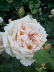  IMG_20140613_213750 (525x700, 253Kb)