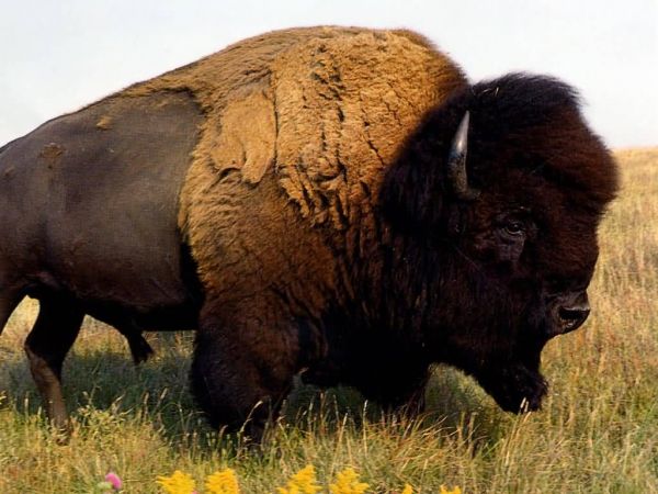 1322258810_american-buffalo-bison (600x450, 53Kb)