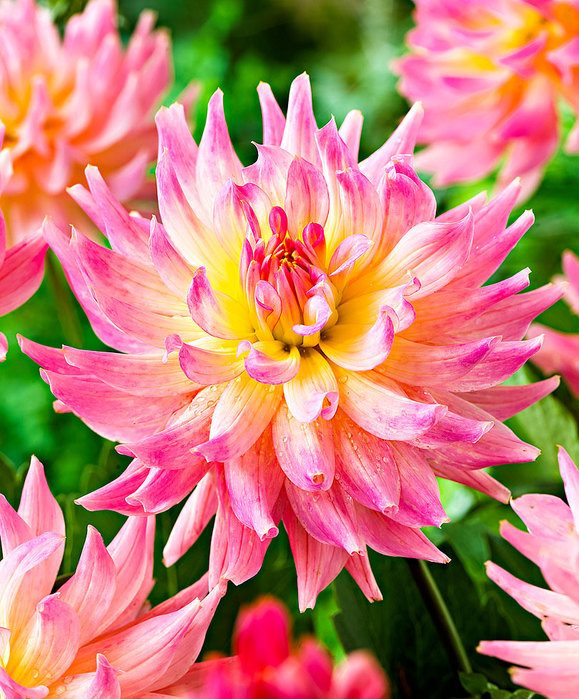 Dahlias_05 (579x700, 160Kb)