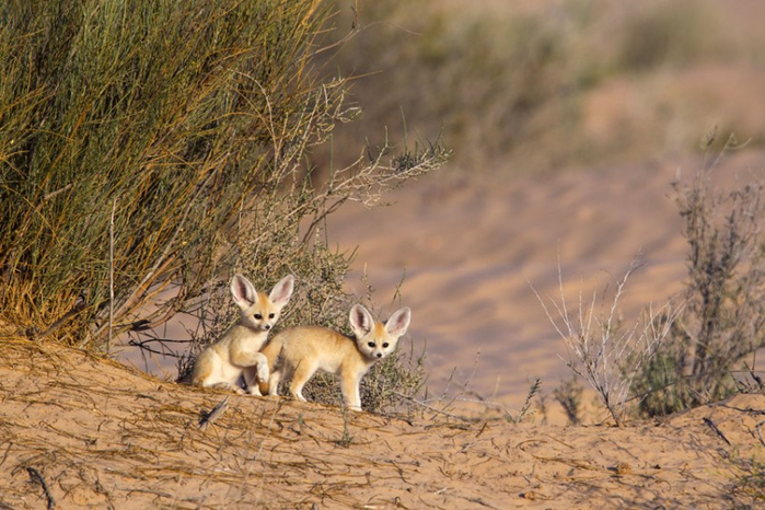 Wildscreen Photography Festival