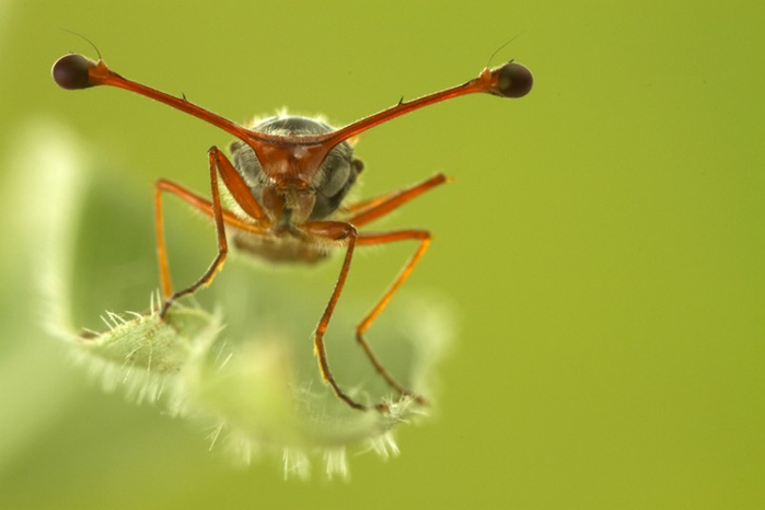 Wildscreen Photography Festival