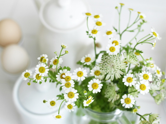 Nature_Flowers_Small_daisies_032297_29 (640x480, 225Kb)