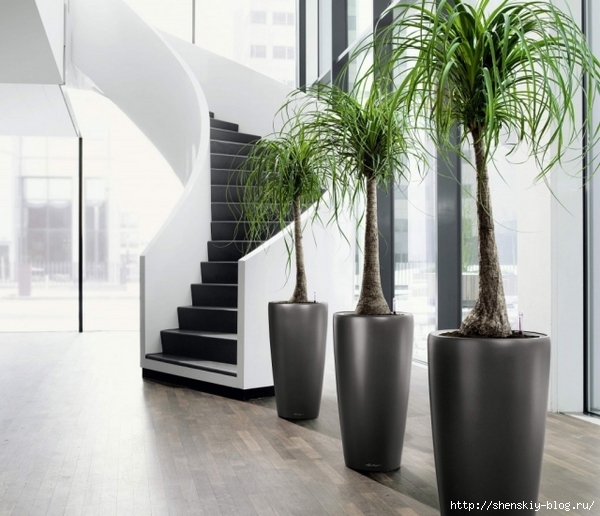 indoor-plants-benefits-awesome-modern-plant-containers (600x516, 205Kb)