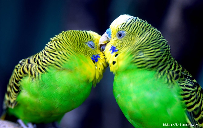 parrot_photography_ (670x422, 178Kb)