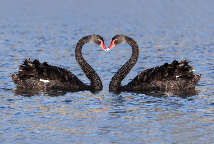 Happy Kiss Day Facebook timeline covers, HD wallpapers and pics, Images and pictures19 (700x470, 370Kb)
