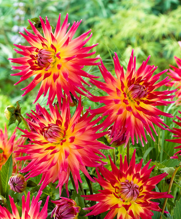 Dahlias_03 (579x700, 679Kb)