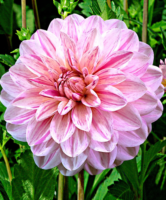 Dahlias_23 (579x700, 658Kb)