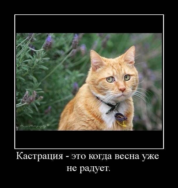 5680197_571Kastratsiya (609x642, 42Kb)