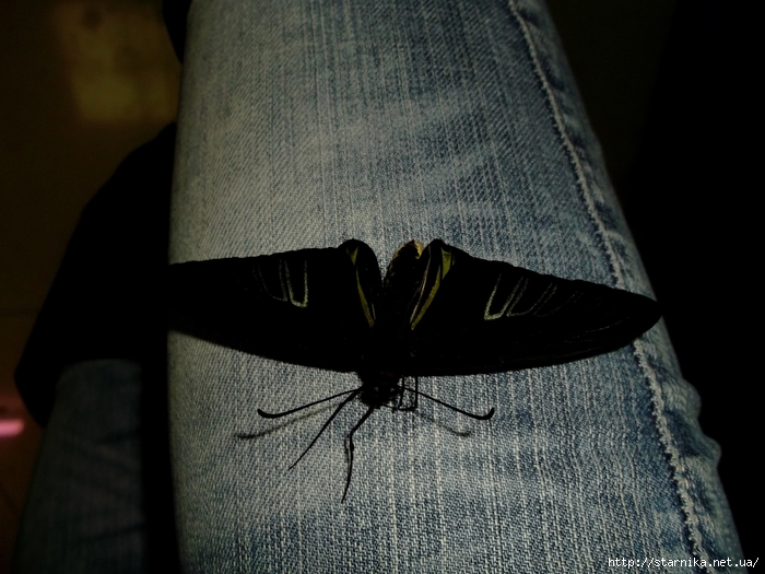 DSCF6213 (700x525, 245Kb)