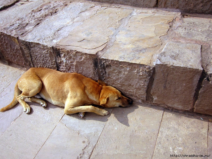 Sarnath 2014 (11) (700x525, 356Kb)