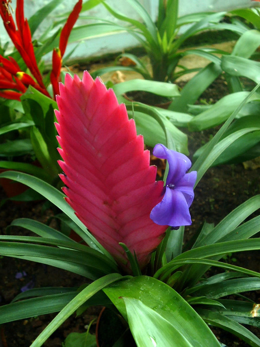 1405785626_Bromeliaceae01 (525x700, 138Kb)