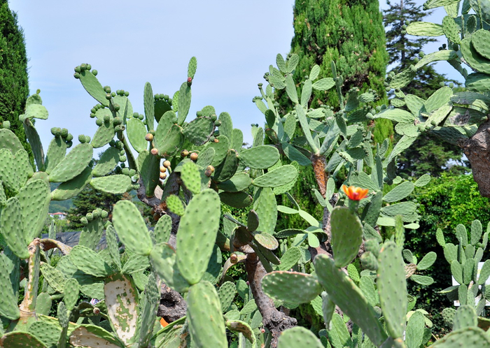 kaktus (700x498, 493Kb)