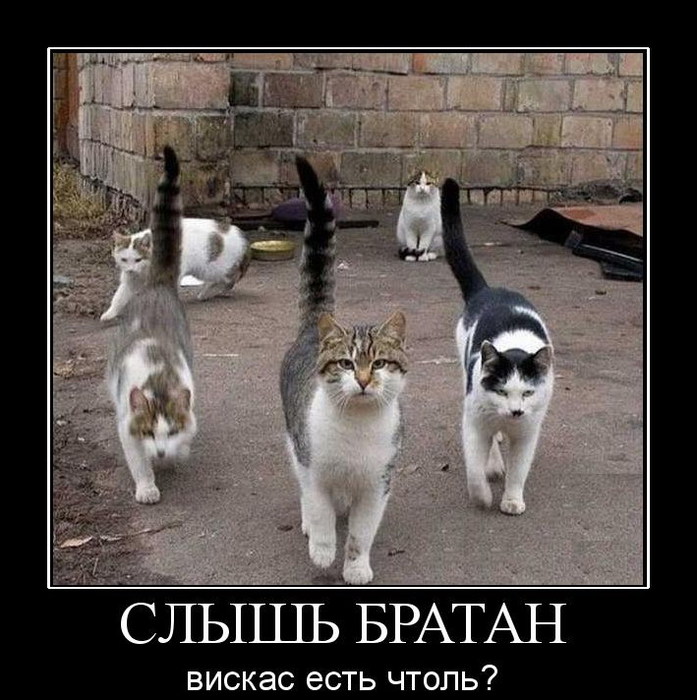 5680197_249Slyshbratan (697x700, 116Kb)