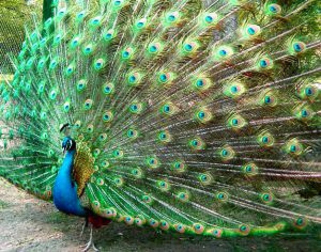 peafowl-2_2135545 (626x492, 147Kb)