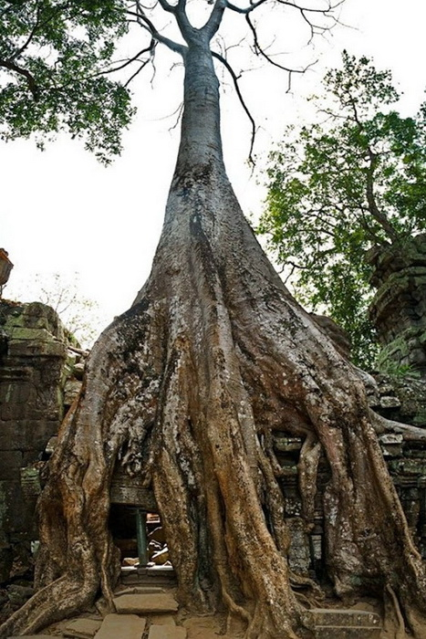 ta-prohm-4 (467x700, 396Kb)