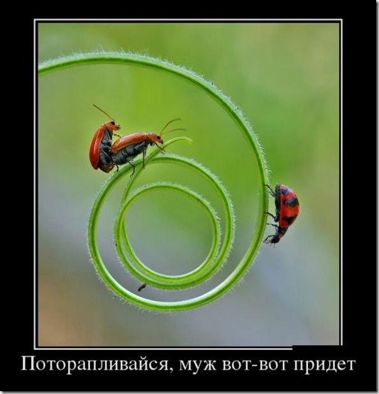5680197_499Potoraplivajsya (534x555, 40Kb)