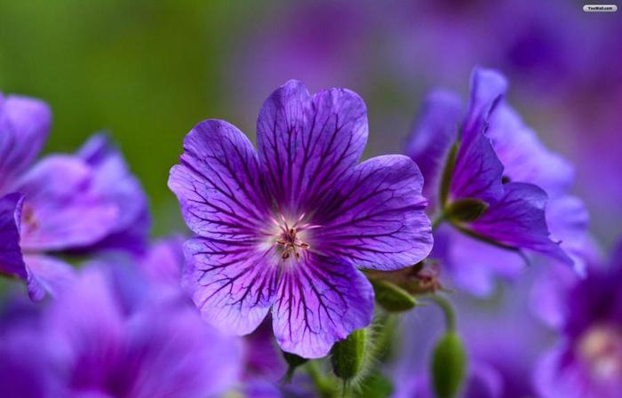 violet-flowers-wallpaper-1600x1024 (700x448, 33Kb)
