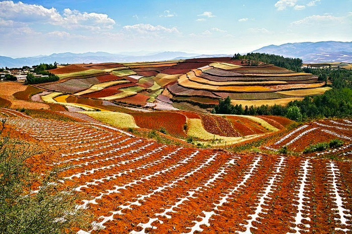 поля Дончуань китай фото 3 (700x466, 620Kb)