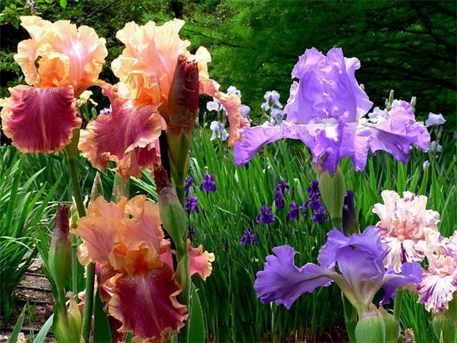 4 (640x480, 403Kb)