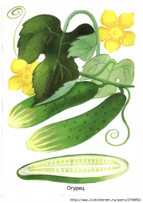0.page10 (494x700, 213Kb)