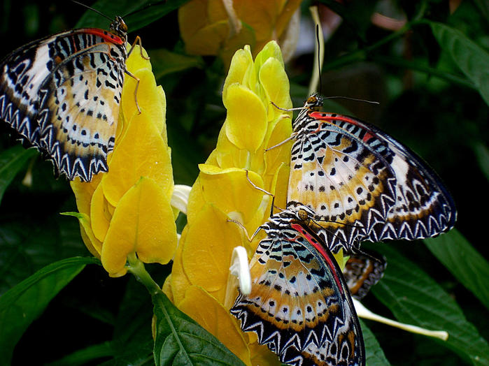 butterflies-and-flowers-804 (700x524, 87Kb)