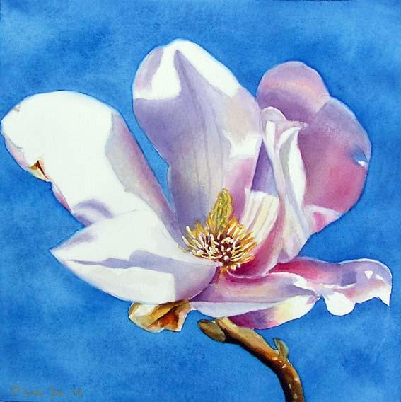 magnolia-8x83567_568 (567x568, 224Kb)