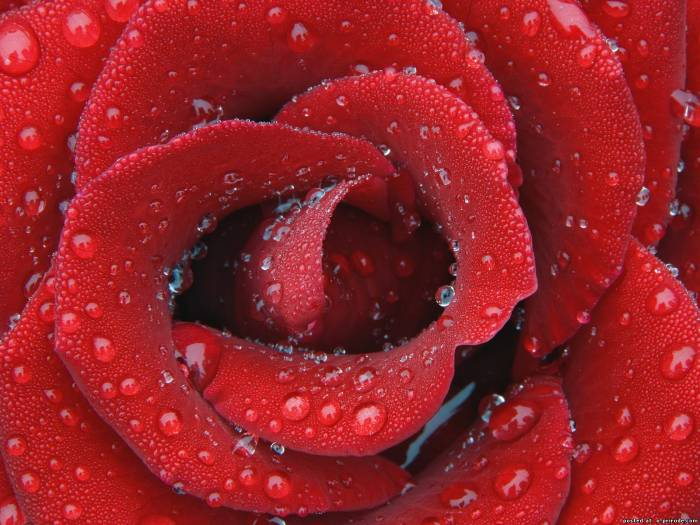 red rose 15 (700x525, 333Kb)