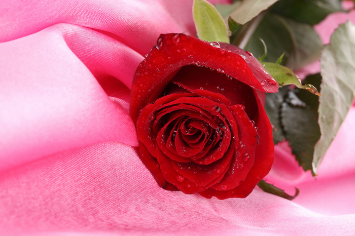 red rose 21 (700x466, 379Kb)