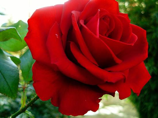 red rose 23 (550x411, 177Kb)