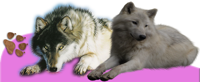1410096836_5 (700x289, 293Kb)