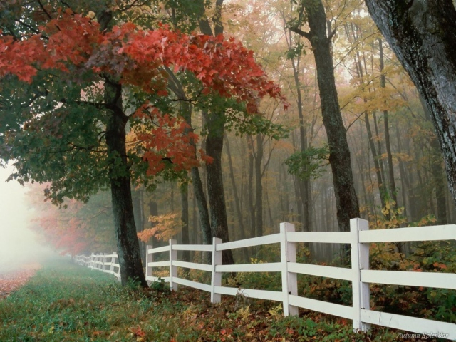 Nature___Seasons___Autumn_White_fence_in_the_autumn_forest_082710_29 (640x480, 369Kb)