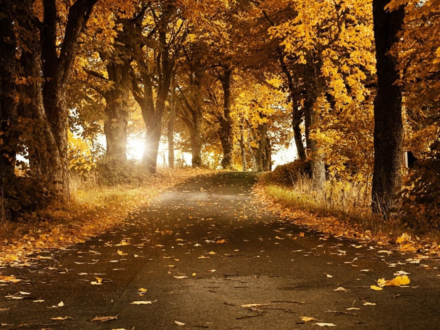 Nature___Seasons___Autumn_____Sunset_in_autumn_Park_081914_29 (640x480, 515Kb)