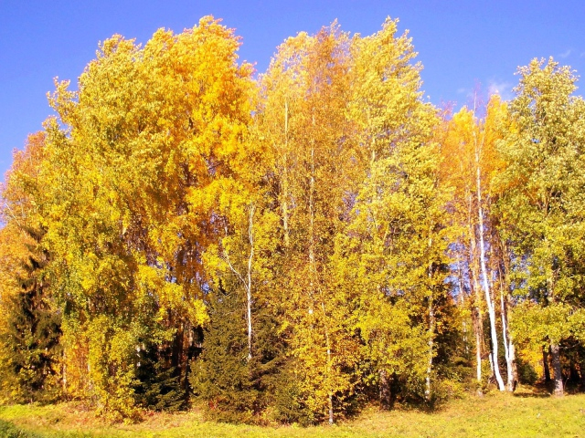 Nature___Seasons___Autumn_Autumn_birch_forest_083018_29 (640x480, 558Kb)