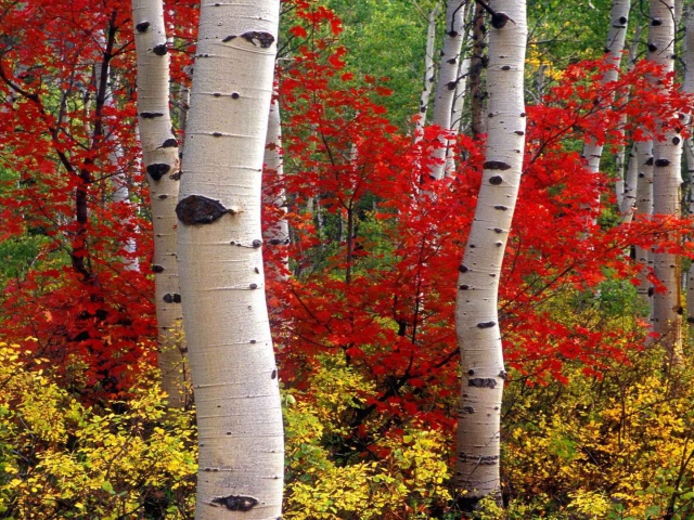 Nature___Seasons___Autumn_Autumn_forest_in_Colorado_081362_29 (640x480, 528Kb)