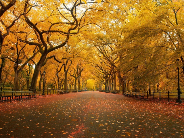 Nature___Seasons___Autumn_Park_in_new_York_city_081337_29 (640x480, 567Kb)