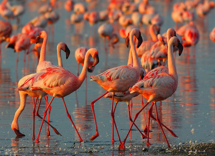 3-розовые фламинго на озере Накуру в Кении (800x610, 107Kb)