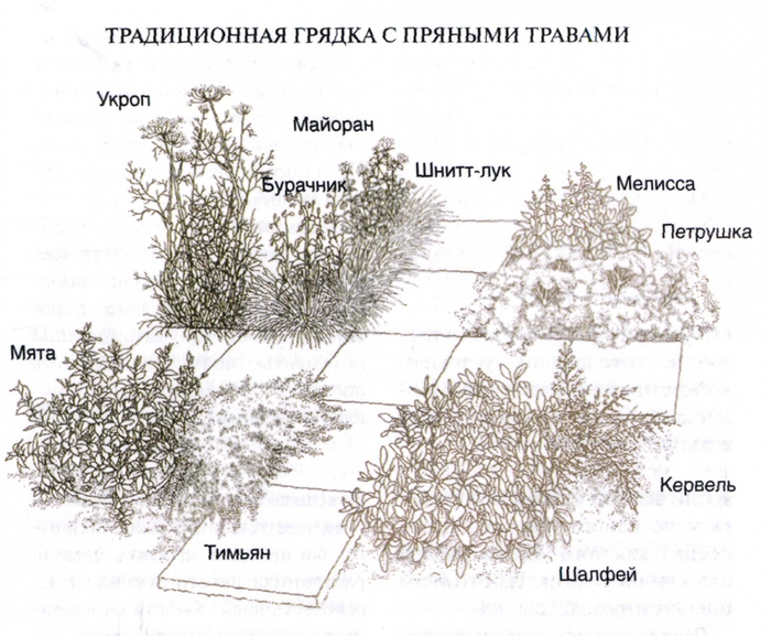 Что сажать с морковкой Что сажать с морковкой