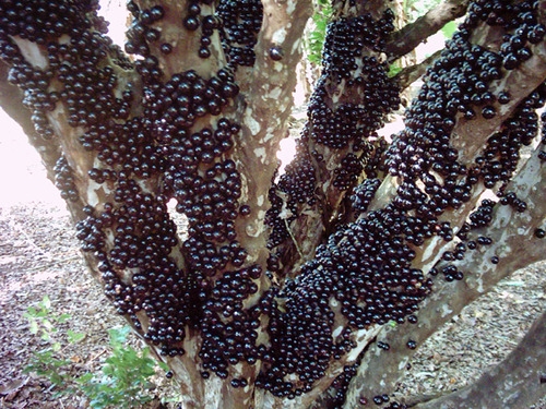 Бразильское виноградное дерево1 (500x375, 272Kb)