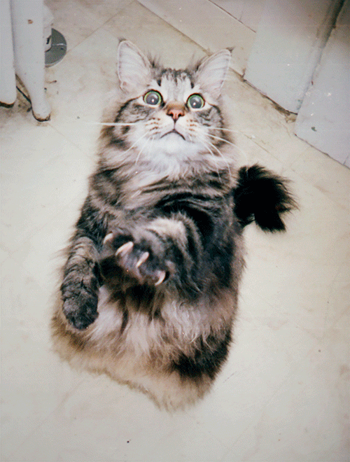 tumblr_n08gykVcKA1qc66bjo1_500 (500x660, 975Kb)