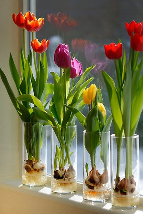 тюльпаны в вазе 
